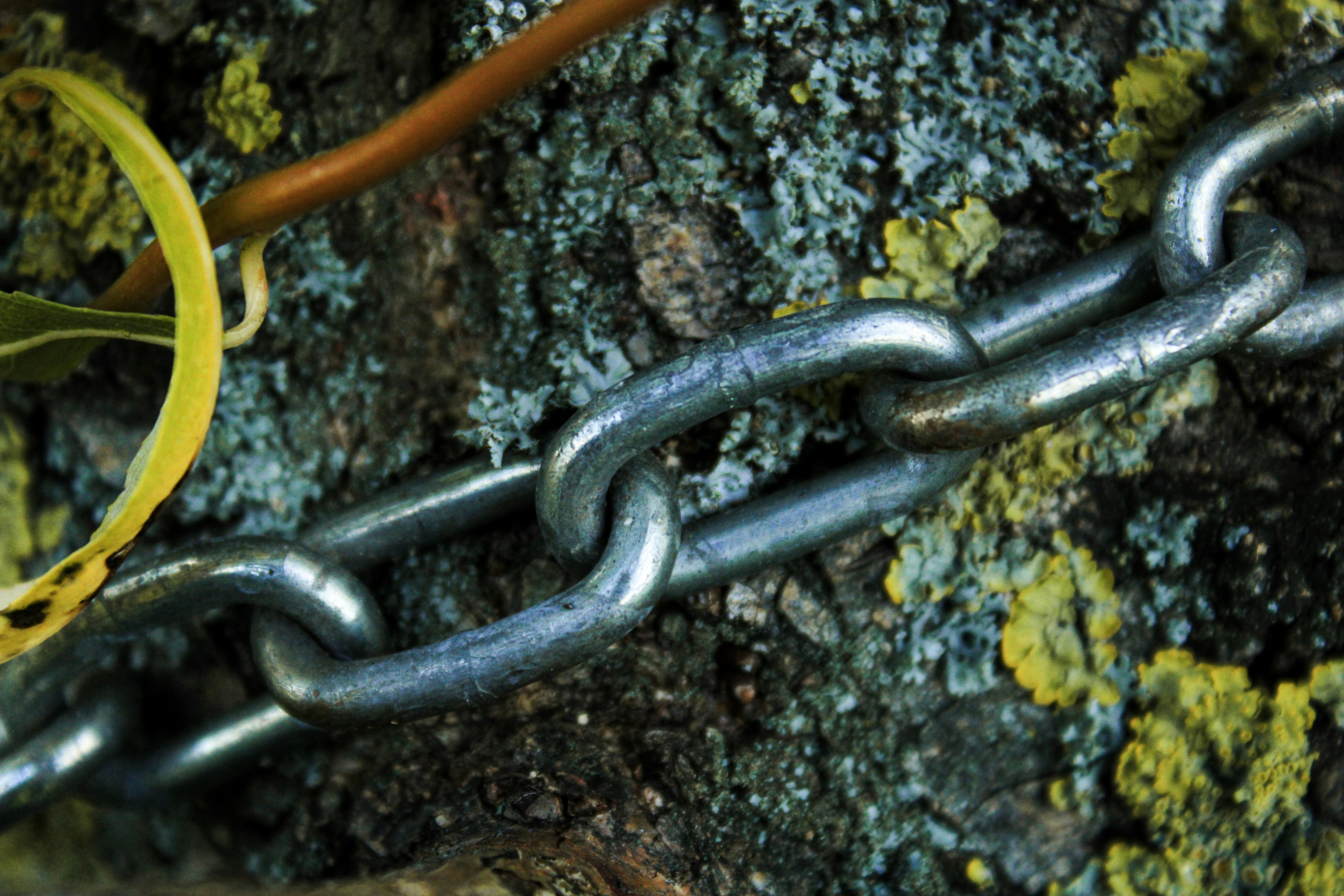 A close-up of a chain wrapped around a tree.